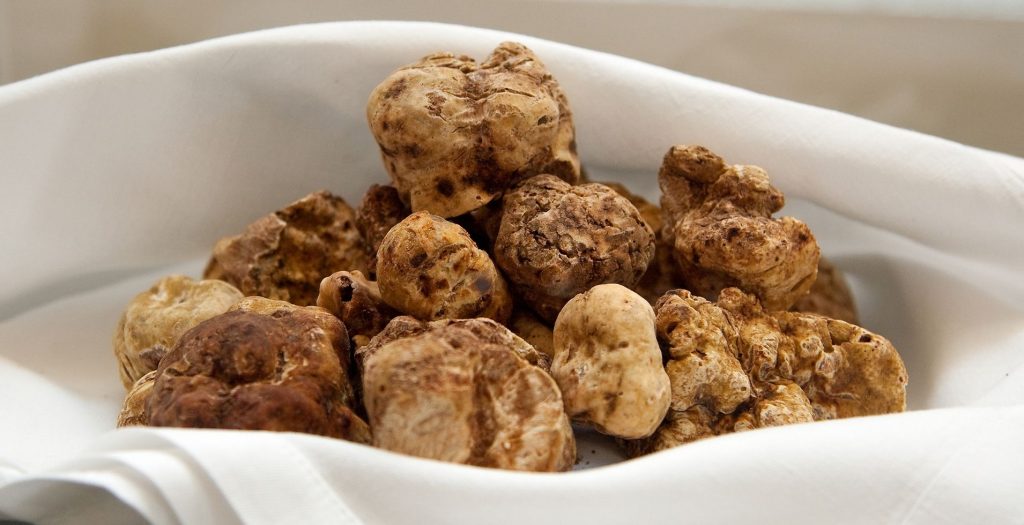 white truffle ilios